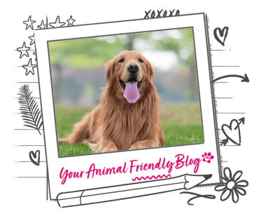 A long haired, copper coloured dog led on the grass