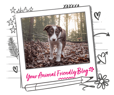 A young dog in an autumnal woodland holding a stick 