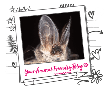 A long eared bat