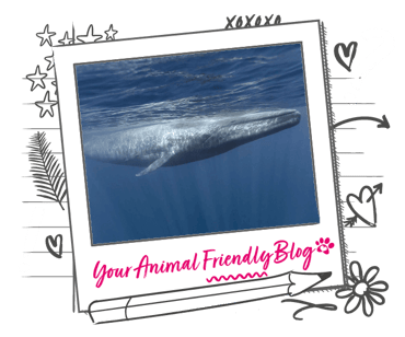 A whale in the sea