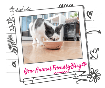 A cat eats from a bowl in the floor