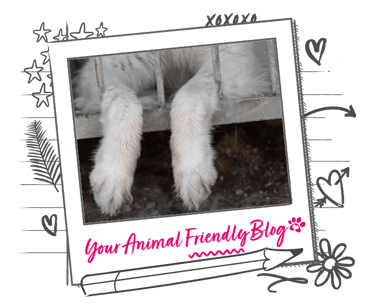 A dogs paws dangle out of a cage