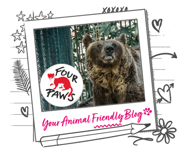 Four Paws logo next to a bear