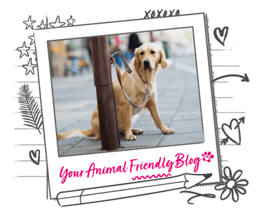 A golden coloured dog on a lead, tied to a lamp post