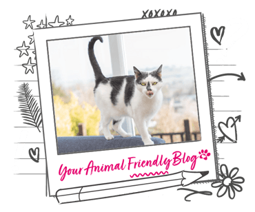 A grey and white cat, stood on the top of a sofa, licking their lips