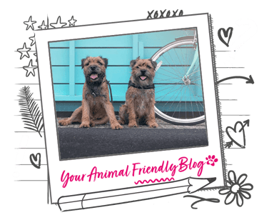 2 Border Terriers sit near a bike