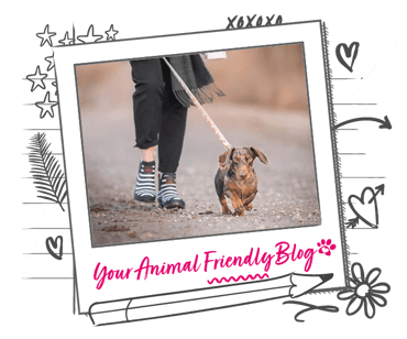 A Dachshund out for a walk 