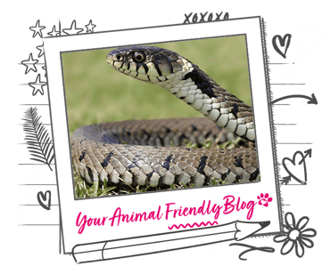 Image of a grass snake