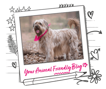A long haired dog with a pink bandana collar