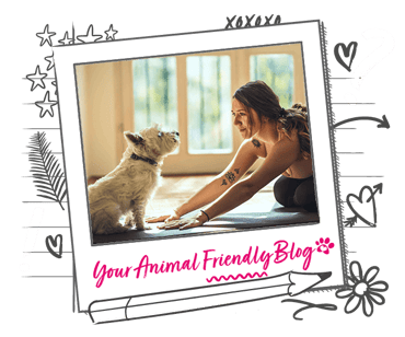 A West Highland Terrier watching a woman in a yoga pose