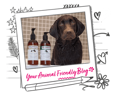 A wet dog in a bath sat near some pet shampoo