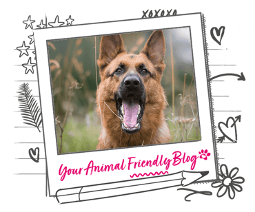 A German Shepherd in a field