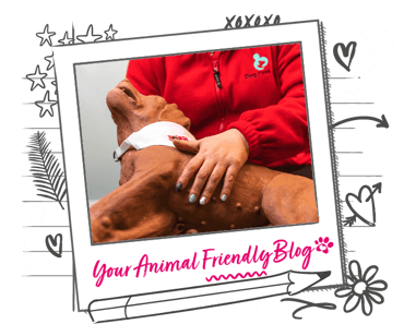 A copper coated dog in the arms of a first aid worker