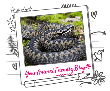 An adder