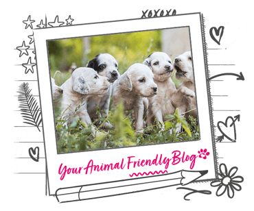 A collection of puppies on a grassy lawn