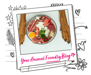 A selection of raw food on a dinner plate between the arms of a dog