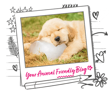 A puppy with its head on a block of ice