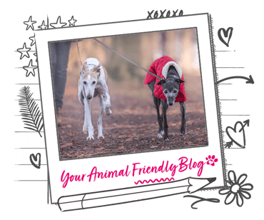 A thin dogs, one wearing a coat, out for a walk in the woods
