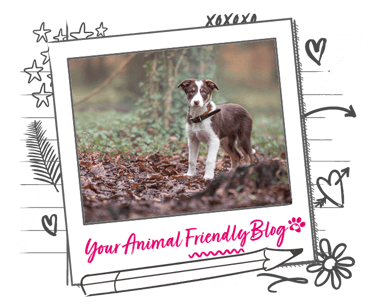 A young dog in an autumnal woodland