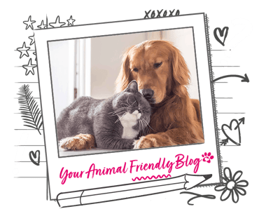 A cat and dog cuddle up together and show affection