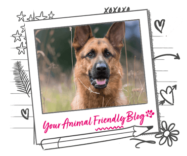 A German Shepherd in a field