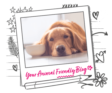 A dog with its head next to a bowl, uninterested in eating 