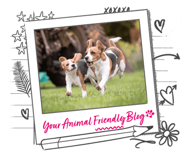 Two Beagles running happily together