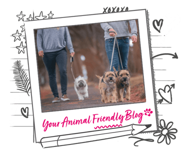 3 dogs walk with 2 humans on leads