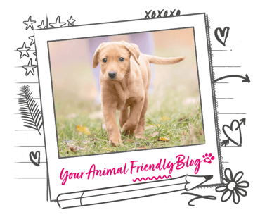A puppy walking through a field 