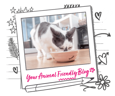 A black and white cat eats from a bowl