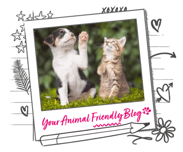 A kitten and puppy look up playfully