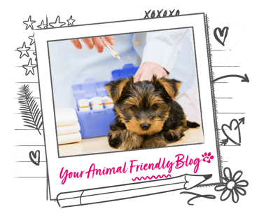 A puppy receives a vaccination