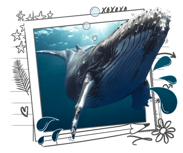 Humpback Whale