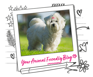A white fluffy Maltese