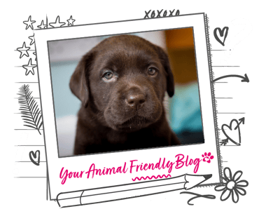 A chocolate Labrador puppy
