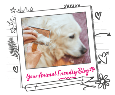 A long haired dog is groomed and the groomer is removing hair from the brush