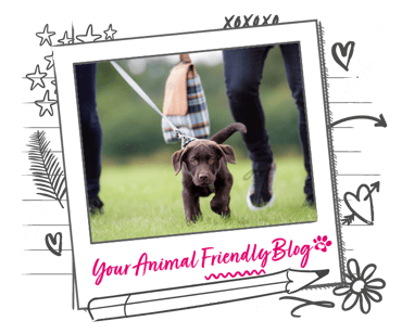 A chocolate Labrador is off for a picnic