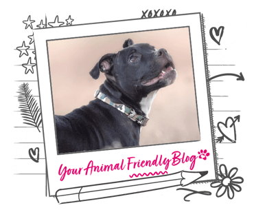 A black dog with a camo print collar