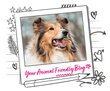 Rough Collie