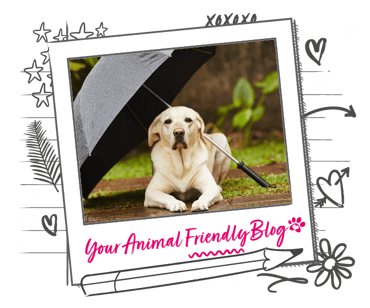 A Labrador its under an umbrella 