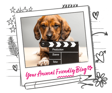 A puppy holder a movie production clap board