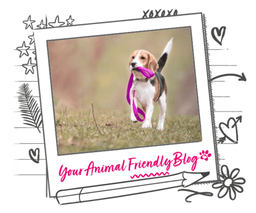 A Beagle walking themselves with their lead in their mouth