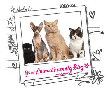 An assortment of 4 cats, in a line up