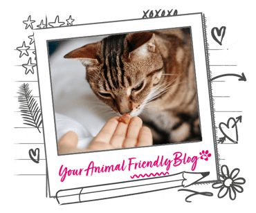 A cat sniffs at a treat in a humans hand