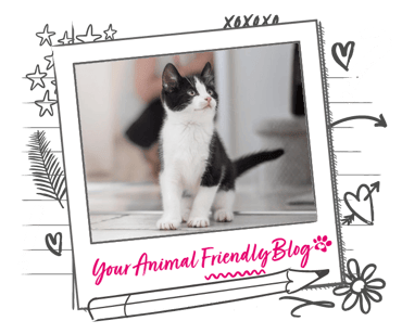 A black and white kitten
