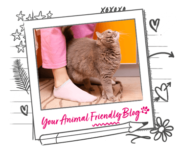 A cat weaves between the legs of someone wearing pink trousers
