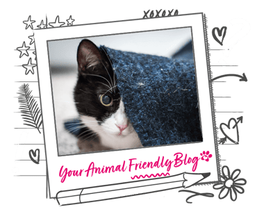 A black and white cat hiding under a rug