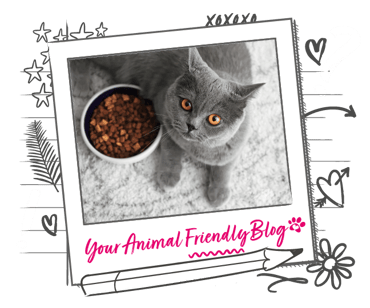 A grey cat next to a full bowl of food