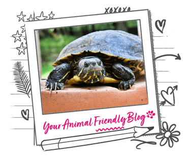 A terrapin