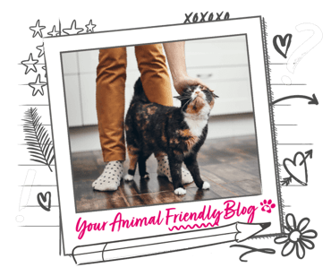 A happy cat stands between the legs of someone with mustard yellow trousers, who is petting them